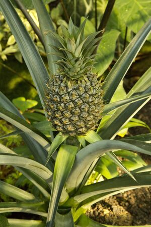 Pineapple (Ananas comosus).の写真素材