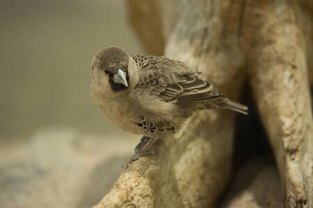 Sociable weaver (Philetairus socius).の写真素材