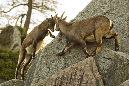 Steinbock. Alpine Ibex (Capra ibex).の写真素材