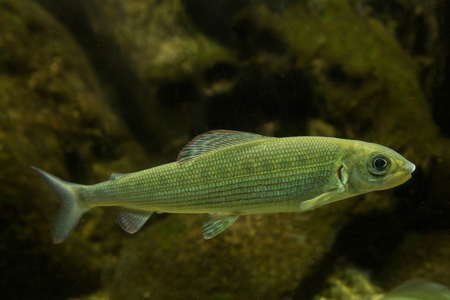 Grayling (Thymallus thymallus).の写真素材