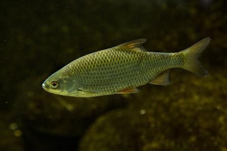Common roach (Leuciscus rutilus).