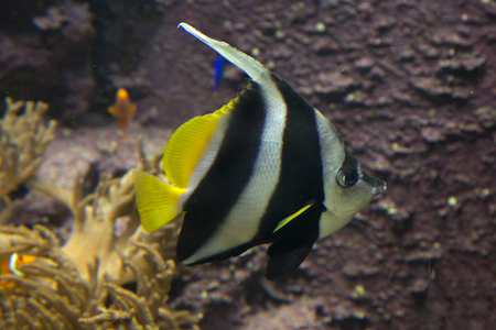 Pennant coralfish, longfin bannerfish, reef bannerfish (Heniochus acuminatus)