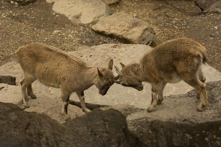 Steinbock. Alpine Ibex (Capra ibex).の写真素材