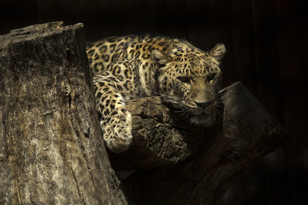 Leopard (Panthera pardus).の写真素材