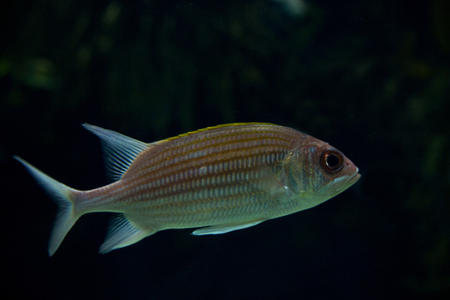 Squirrelfish (Holocentrus adscensionis).