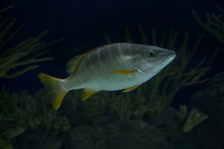 Schoolmaster snapper (Lutjanus apodus).の写真素材