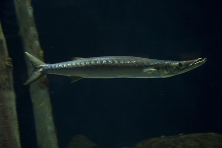 European barracuda, Mediterranean barracuda (Sphyraena sphyraena).の写真素材