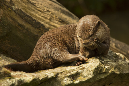 Asian small-clawed otter (Aonyx cinerea syn. Amblonyx cinereus).の写真素材
