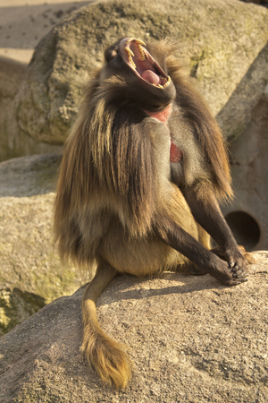 Gelada Baboon. (Theropithecus Gelada).の写真素材