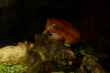 False tomato frog (Dyscophus guineti).の写真素材