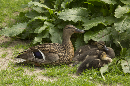Mallard  (Anas platyrhynchos), female.の写真素材