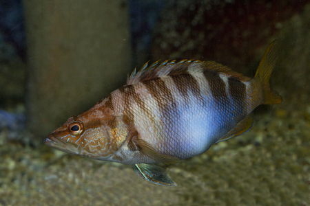 Painted comber (Serranus scriba).