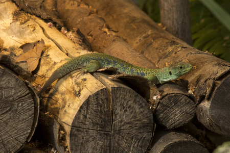 Ocellated lizard, eyed lizard, jeweled lacerta  (Timon lepidus) (syn. Lacerta lepida).の写真素材