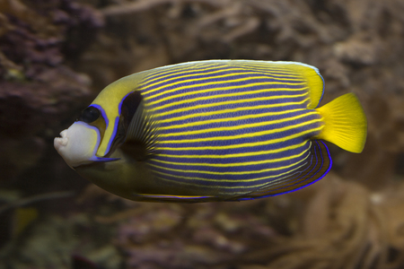 Emperor angelfish (Pomacanthus imperator).の写真素材