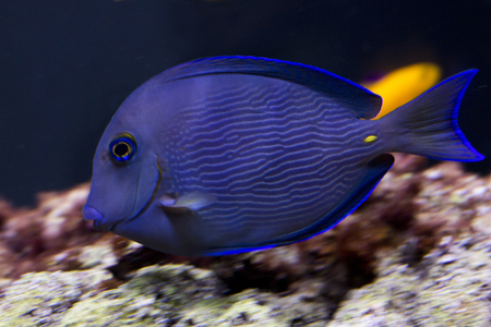 Atlantic blue tang, blue barber, blue doctorfish, blue tang surgeonfish, yellow barber, yellow doctorfish (Acanthurus coeruleus).の写真素材