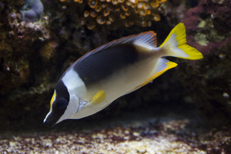 Magnificent Rabbitfish  (Siganus magnificus).の写真素材