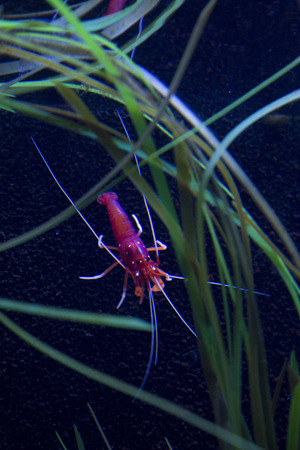 Fire shrimp, blood shrimp, scarlet cleaner shrimp (Lysmata debelius).の写真素材