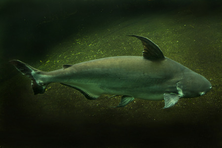 Giant pangasius, paroon shark, pangasid-catfish, Chao Phraya giant catfish (Pangasius sanitwongsei).の写真素材