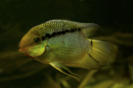 Flag cichlid (Mesonauta insignis ).の写真素材