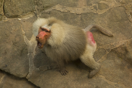 Hamadryas baboon (Papio hamadryas).