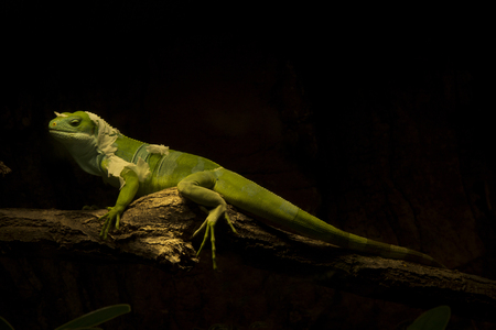 Fiji banded iguana (Brachylophus fasciatus).の写真素材