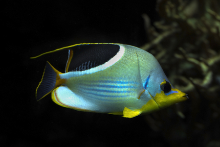 Saddle Butterflyfish  (Chaetodon ephippium).の写真素材