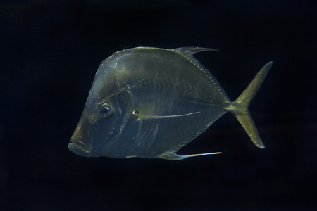 Lookdown (Selene vomer).の写真素材