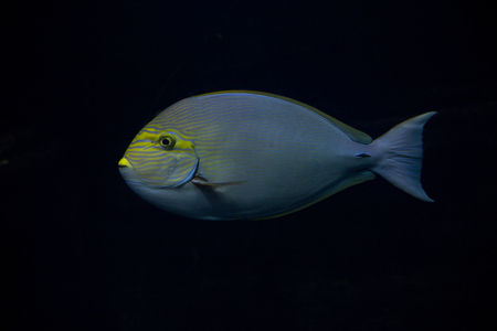 Elongate surgeonfish, blue-lined surgeonfish (Acanthurus mata).