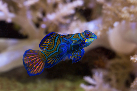 Mandarinfish, mandarin dragonet (Synchiropus splendidus).の写真素材