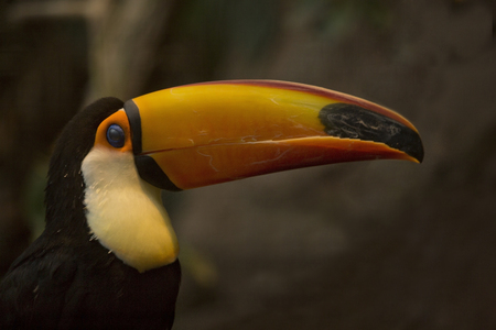 Toco toucan, common toucan, giant toucan (Ramphastos toco).の写真素材