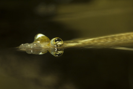 Four-eyed fish (Anableps anableps).の写真素材