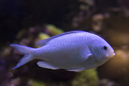 Green Chromis (Chromis viridis).