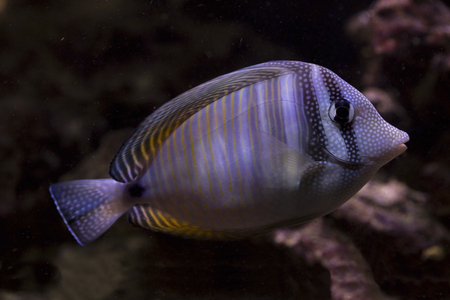 Red Sea sailfin tang, Desjardin's sailfin tang (Zebrasoma desjardinii).
