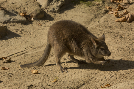 Parma wallaby (Macropus parma).の写真素材