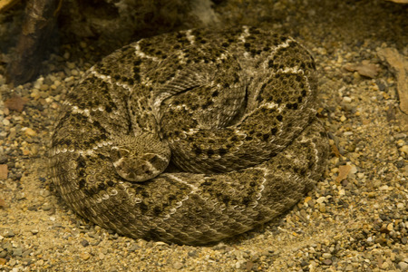 Western diamondback rattlesnake, Texas diamond-back (Crotalus atrox).