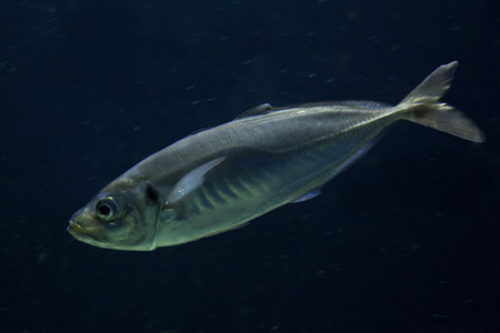 Atlantic horse mackerel (Trachurus trachurus).の写真素材