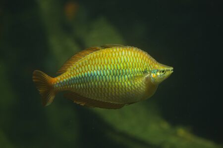 Lake Tebera rainbowfish (Melanotaenia herbertaxelrodi).の写真素材