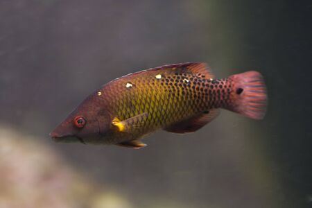 Diana's hogfish (Bodianus diana).の写真素材