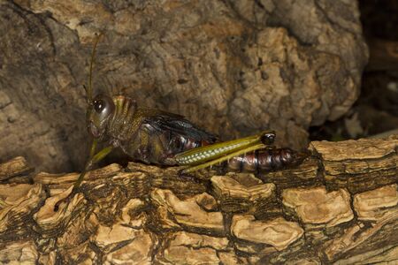 Violet Winged Grasshopper (Tropidacris collaris).