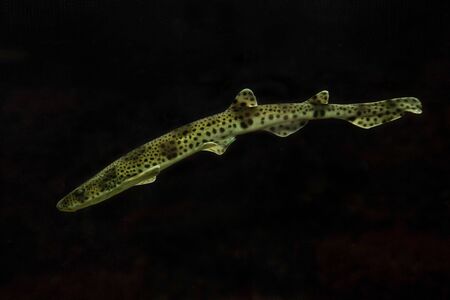Small-spotted catshark, sandy dogfish,  lesser-spotted dogfish, Rough-hound,  Morgay (Scyliorhinus canicula).の写真素材