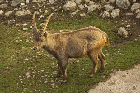 Steinbock Alpine Ibex (Capra ibex).の写真素材