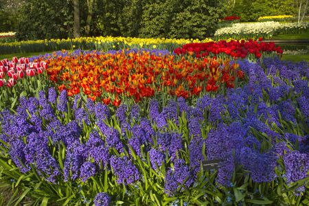 Flower field  in Keukenhof park, Netherlands.の写真素材