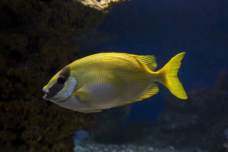 Masked spinefoot (Siganus puellus).