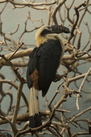 Visayan Hornbill (Penelopides panini) in zoo.の写真素材