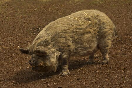 Kunekune, domestic pig (Sus scrofa domesticus).