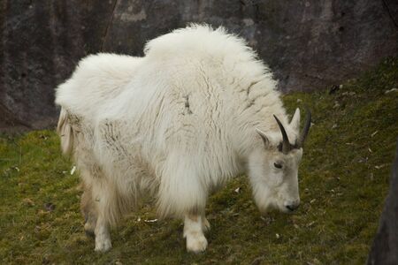 Mountain goat (Oreamnos americanus).の写真素材