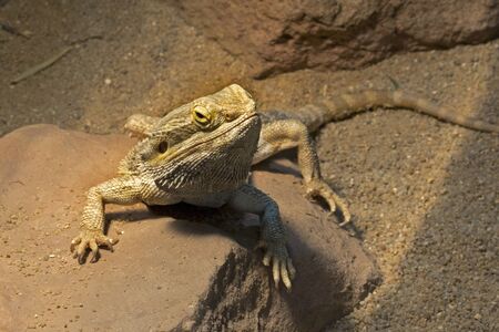 Bearded dragon (Pogona vitticeps).の写真素材