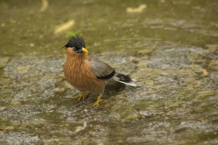 Black-headed Myna. (Sturnia pagodarum).