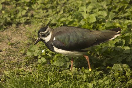 Common Lapwing (Vanellus vanellus).の写真素材