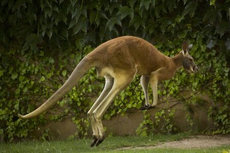Red Kangaroo (Macropus rufus) in zoo.の写真素材